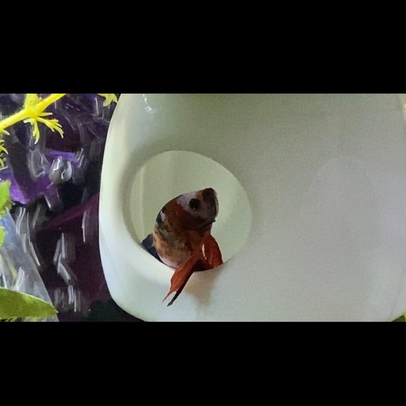 Betta Fish Floating (peek a boo) hideout - Picture 8 of 9